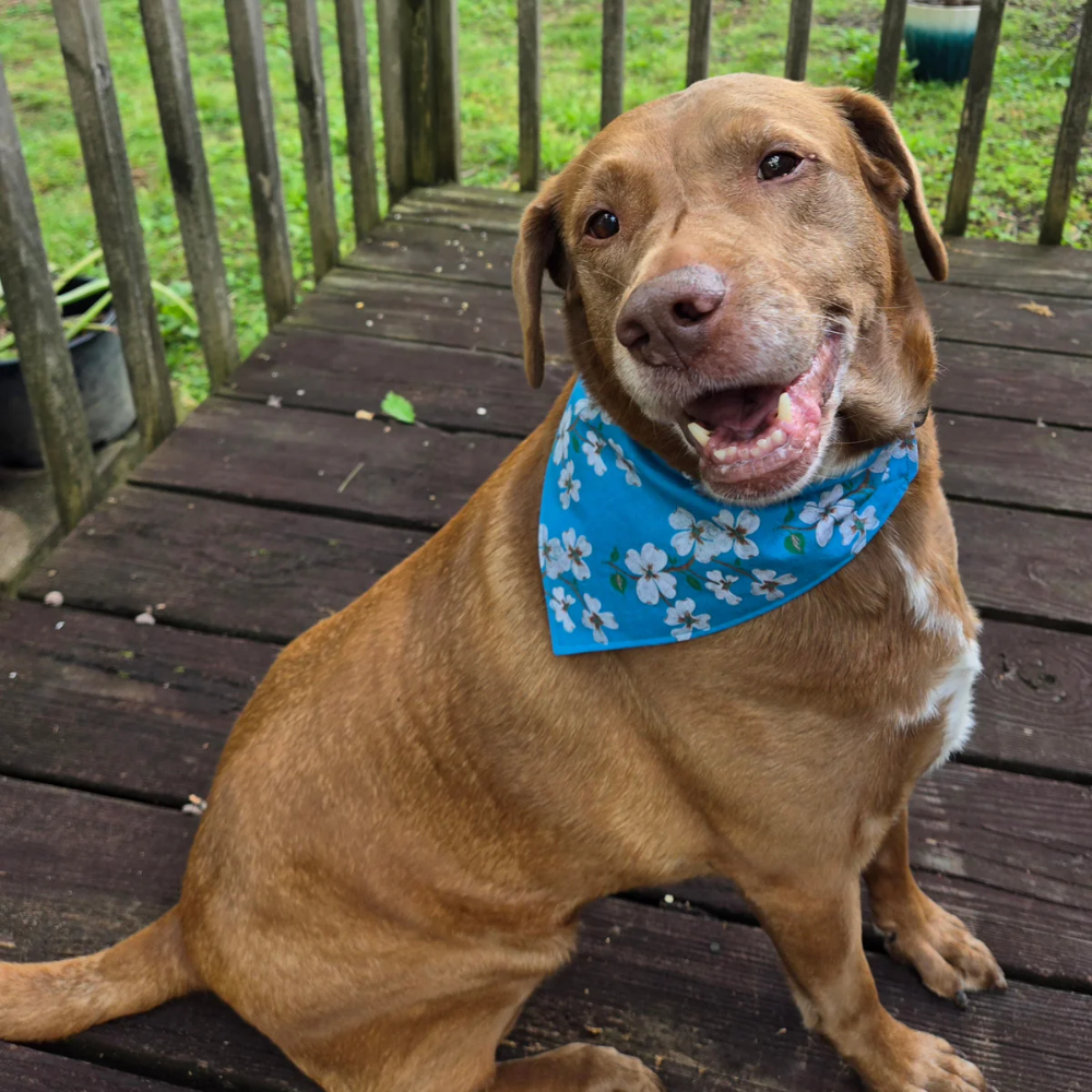 Pet Bandanas